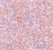 CtIP antibody, 5761, ProSci, Immunohistochemistry frozen image 