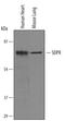 Caveolae Associated Protein 2 antibody, AF5759, R&D Systems, Western Blot image 