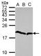 Eukaryotic Translation Initiation Factor 5A2 antibody, LS-B10870, Lifespan Biosciences, Western Blot image 
