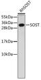 Sclerostin antibody, 18-306, ProSci, Western Blot image 