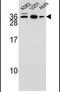 Antagonist Of Mitotic Exit Network 1 Homolog antibody, PA5-24385, Invitrogen Antibodies, Western Blot image 