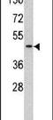 TATA-Box Binding Protein antibody, PA5-13636, Invitrogen Antibodies, Western Blot image 