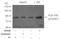 Phosphatidylinositol 3-kinase regulatory subunit alpha antibody, AP08765PU-S, Origene, Western Blot image 