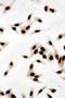 X-Ray Repair Cross Complementing 5 antibody, PA1641-1, Boster Biological Technology, Immunocytochemistry image 