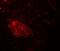 WD repeat-containing protein 61 antibody, PA5-72827, Invitrogen Antibodies, Immunofluorescence image 