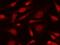 MYC Associated Factor X antibody, GTX02092, GeneTex, Immunocytochemistry image 