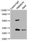 Transmembrane Protein 192 antibody, LS-C376850, Lifespan Biosciences, Immunoprecipitation image 