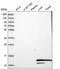 Hemoglobin Subunit Alpha 2 antibody, PA5-60507, Invitrogen Antibodies, Western Blot image 