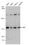 Stromal Antigen 2 antibody, PA5-78340, Invitrogen Antibodies, Western Blot image 