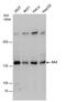 Stromal Antigen 2 antibody, PA5-78340, Invitrogen Antibodies, Western Blot image 