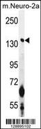 Calmodulin Regulated Spectrin Associated Protein 1 antibody, 55-750, ProSci, Western Blot image 