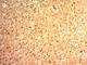 Glypican 3 antibody, V2537-100UG, NSJ Bioreagents, Flow Cytometry image 