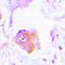 Neutrophil Cytosolic Factor 1 antibody, LS-C353695, Lifespan Biosciences, Immunohistochemistry paraffin image 