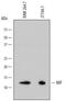 Macrophage Migration Inhibitory Factor antibody, MAB1978, R&D Systems, Western Blot image 