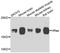 HRas Proto-Oncogene, GTPase antibody, A7901, ABclonal Technology, Western Blot image 