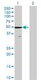 Zinc Finger CCHC-Type Containing 3 antibody, H00085364-B01P, Novus Biologicals, Western Blot image 