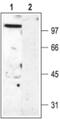 Potassium Voltage-Gated Channel Subfamily C Member 2 antibody, PA5-77579, Invitrogen Antibodies, Western Blot image 