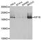 KIAA0591 antibody, A02951, Boster Biological Technology, Western Blot image 