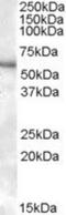 Purinergic Receptor P2X 4 antibody, NBP1-00141, Novus Biologicals, Western Blot image 