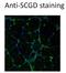 Sarcoglycan Delta antibody, H00006444-M01-100ug, Novus Biologicals, Immunocytochemistry image 