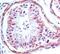 Toll Like Receptor 4 antibody, MA5-16216, Invitrogen Antibodies, Immunohistochemistry paraffin image 