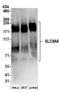 Solute Carrier Family 9 Member A6 antibody, A304-449A, Bethyl Labs, Western Blot image 