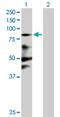 Zinc Finger Protein 287 antibody, H00057336-B01P, Novus Biologicals, Western Blot image 