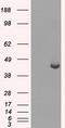 Protein Phosphatase Methylesterase 1 antibody, LS-C114847, Lifespan Biosciences, Western Blot image 