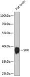 Serine Racemase antibody, 23-844, ProSci, Western Blot image 