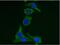 Keratin 19 antibody, NBP1-28570, Novus Biologicals, Immunofluorescence image 