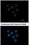Staufen Double-Stranded RNA Binding Protein 2 antibody, PA5-30721, Invitrogen Antibodies, Immunofluorescence image 
