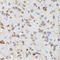 Ephrin B2 antibody, LS-C334204, Lifespan Biosciences, Immunohistochemistry paraffin image 