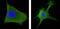Wnt Family Member 1 antibody, GTX83320, GeneTex, Immunofluorescence image 