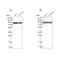 DEAD-Box Helicase 1 antibody, NBP1-85294, Novus Biologicals, Western Blot image 