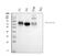 PVR Cell Adhesion Molecule antibody, M00664-1, Boster Biological Technology, Western Blot image 