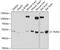 Perilipin 2 antibody, 22-096, ProSci, Western Blot image 