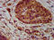 Nectin Cell Adhesion Molecule 4 antibody, CSB-PA822274LA01HU, Cusabio, Immunohistochemistry frozen image 