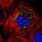 Ankyrin Repeat Domain 34C antibody, NBP2-33442, Novus Biologicals, Immunofluorescence image 