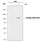 Signal Transducer And Activator Of Transcription 6 antibody, MAB37171, R&D Systems, Western Blot image 