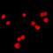 MutS Homolog 6 antibody, orb214023, Biorbyt, Immunofluorescence image 