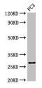 Interleukin-34 antibody, CSB-PA751146LA01HU, Cusabio, Western Blot image 
