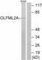 Olfactomedin Like 2A antibody, A15100, Boster Biological Technology, Western Blot image 