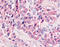 N-arachidonyl glycine receptor antibody, TA340922, Origene, Immunohistochemistry paraffin image 