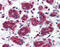 Folate Hydrolase 1 antibody, 48-070, ProSci, Immunohistochemistry frozen image 