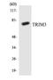 Tripartite Motif Containing 3 antibody, EKC1646, Boster Biological Technology, Western Blot image 