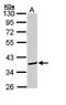 BCL2 Like 12 antibody, orb69940, Biorbyt, Western Blot image 