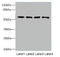 Cyclase Associated Actin Cytoskeleton Regulatory Protein 2 antibody, A62198-100, Epigentek, Western Blot image 