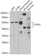 Paraoxonase 1 antibody, 22-873, ProSci, Western Blot image 