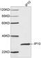 C-X-C Motif Chemokine Ligand 10 antibody, LS-C203237, Lifespan Biosciences, Western Blot image 