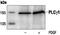Phospholipase C Gamma 1 antibody, GTX30787, GeneTex, Immunoprecipitation image 